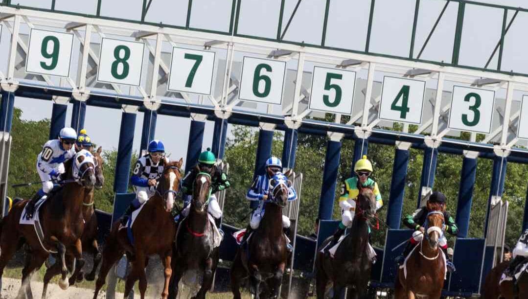 Horses burst out of the gates at the start of a race.