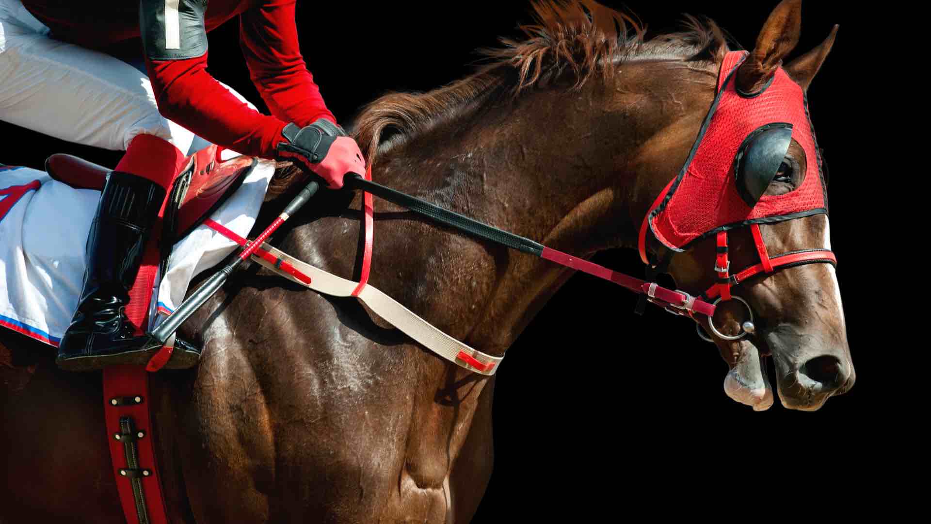Jockey on a thoroughbred horse in a red mask isolated on black background.