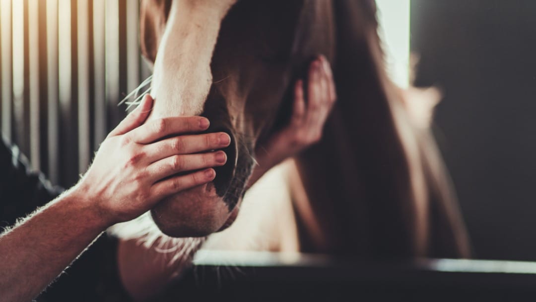 A man strokes a horse’s head.