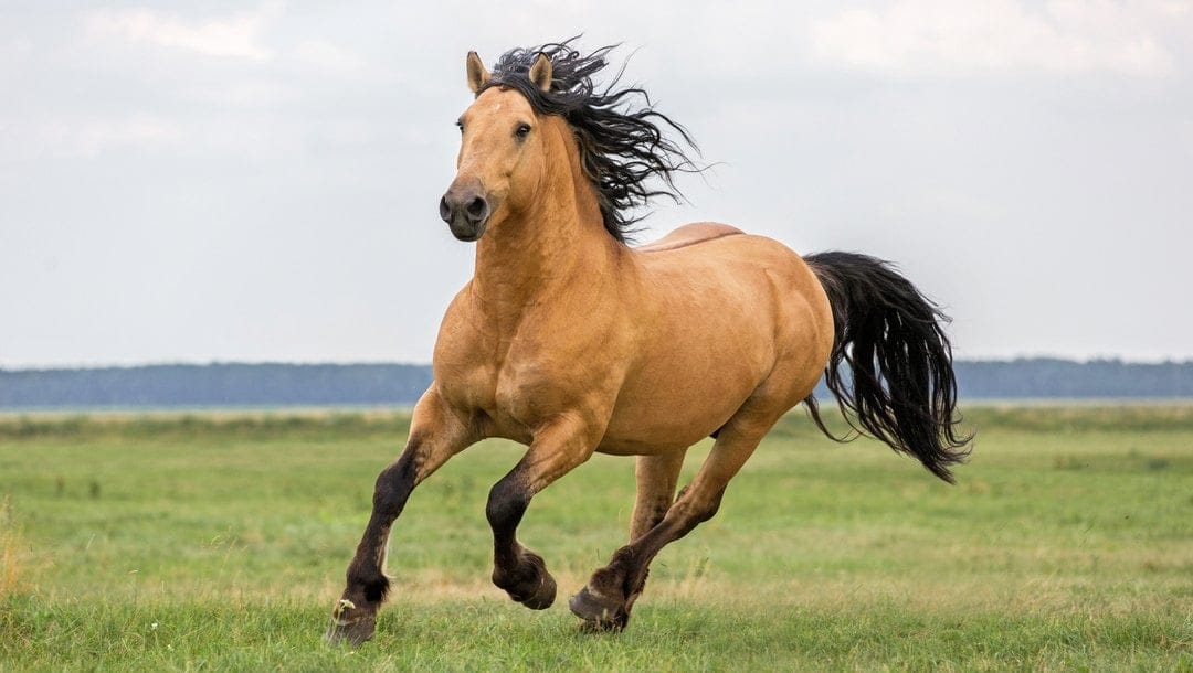 A powerful Kiger Mustang horse runs across an open field.