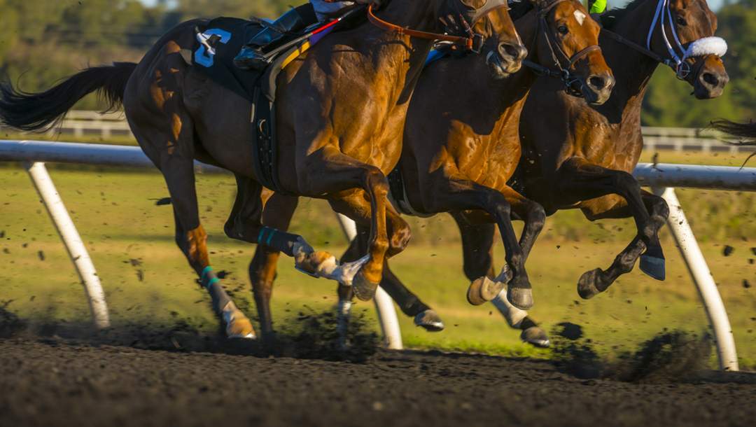 Close-up of the legs of three horses in a race
