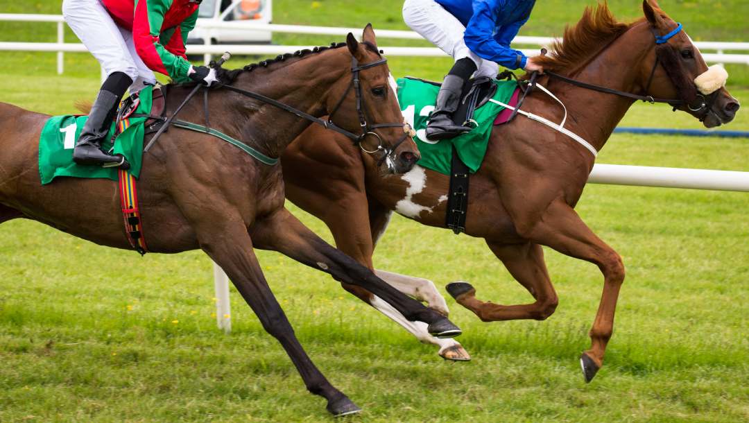 Two horses racing on a turf track.
