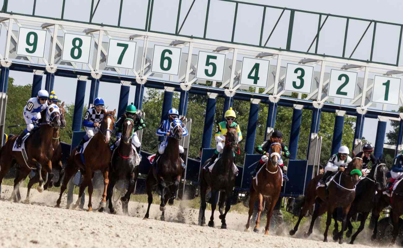Horses burst out the starting gate at a race