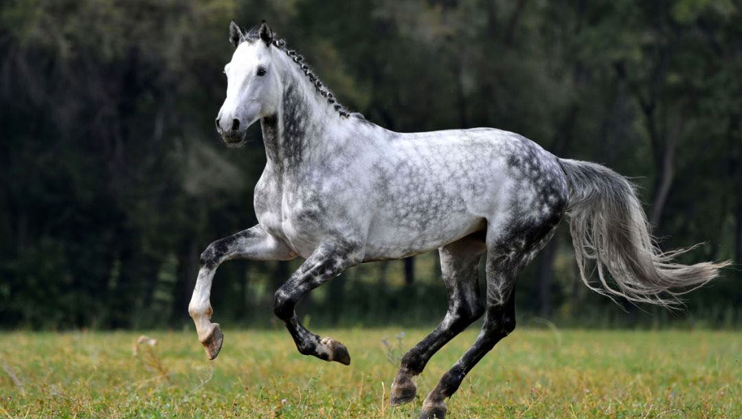 A dapple gray horse galloping in a paddock.