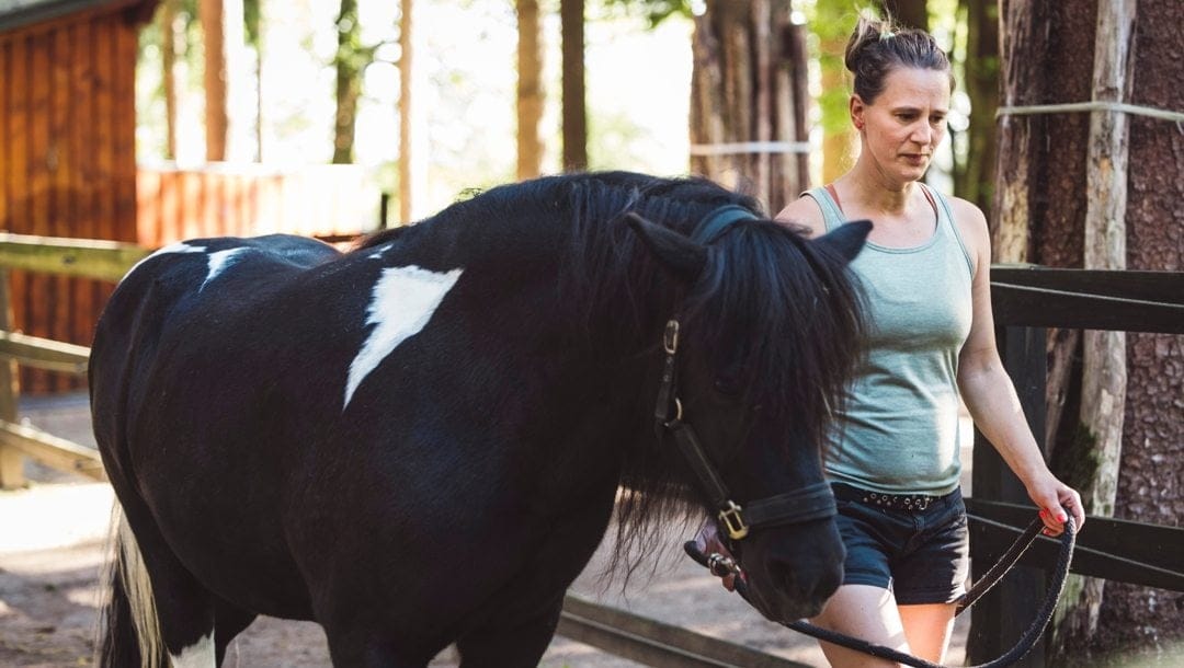 A female horse trainer walking with a young black and white horse.