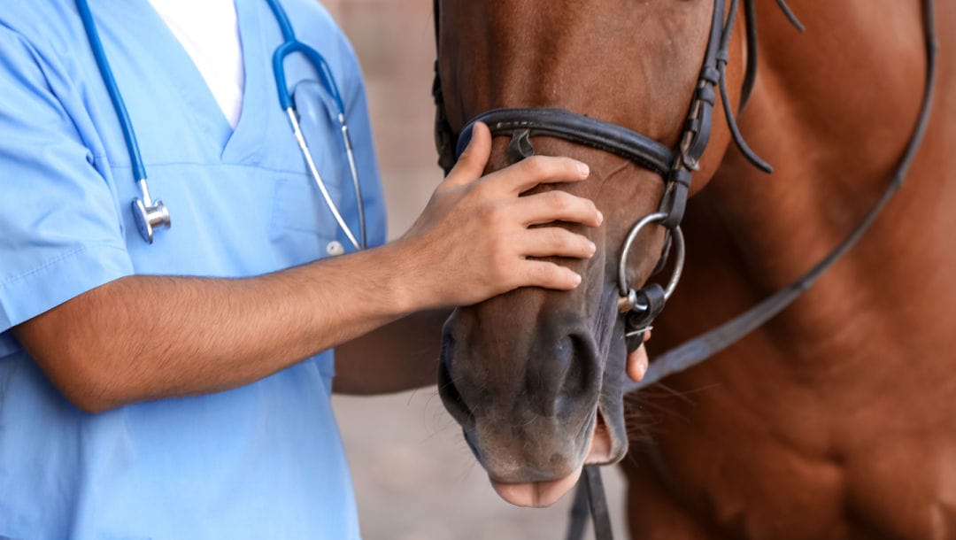A vet holds a horse’s face.
