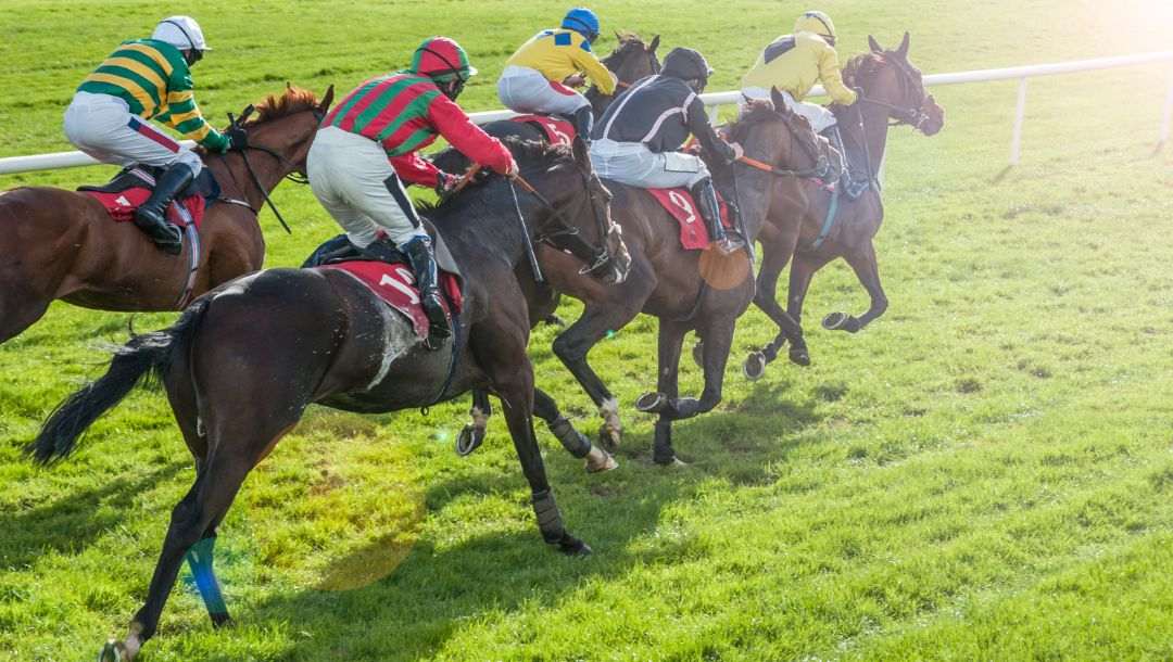 Jockeys riding on horses racing each other on a green grass track