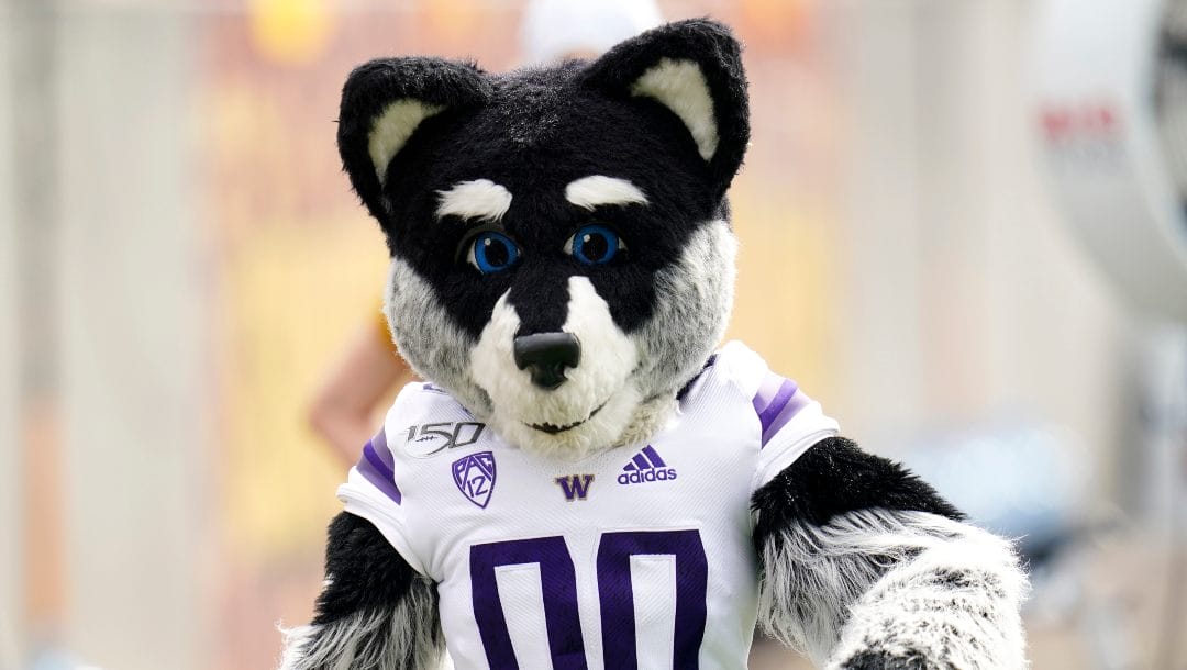 Washington mascot Harry the Husky paces the sidelines during the first half of an NCAA college football game against Arizona State in Tempe, Ariz., Saturday, Oct. 8, 2022.